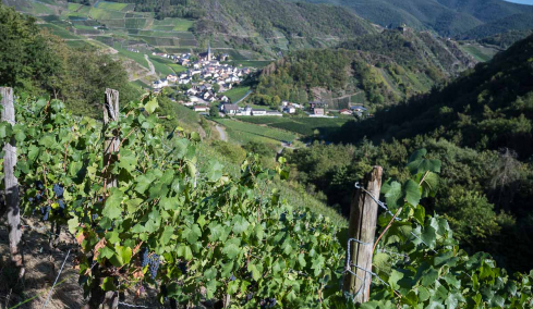 Rotweinreben mit Mayschloss im Hintergrund
